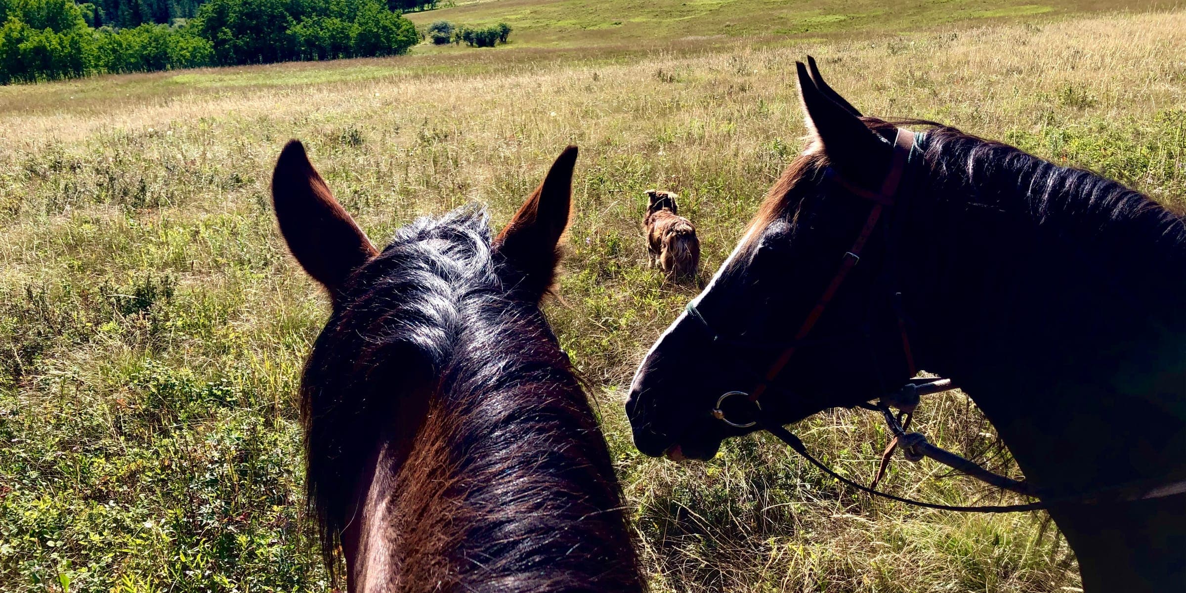 View from horseback over a summer pasture